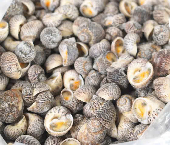 CÁC LOẠI ỐC CHƯA CHẾ BIẾN CẤP ĐÔNG (đã luộc sơ)