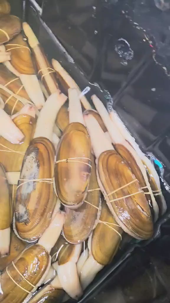 TU HÀI TƯƠI SỐNG 100% (bơi trong hồ)