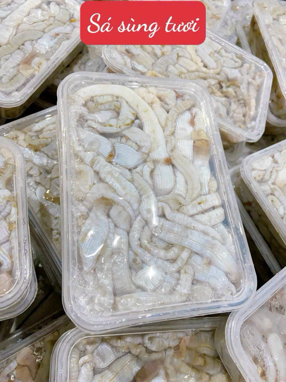 SÁ SÙNG TƯƠI