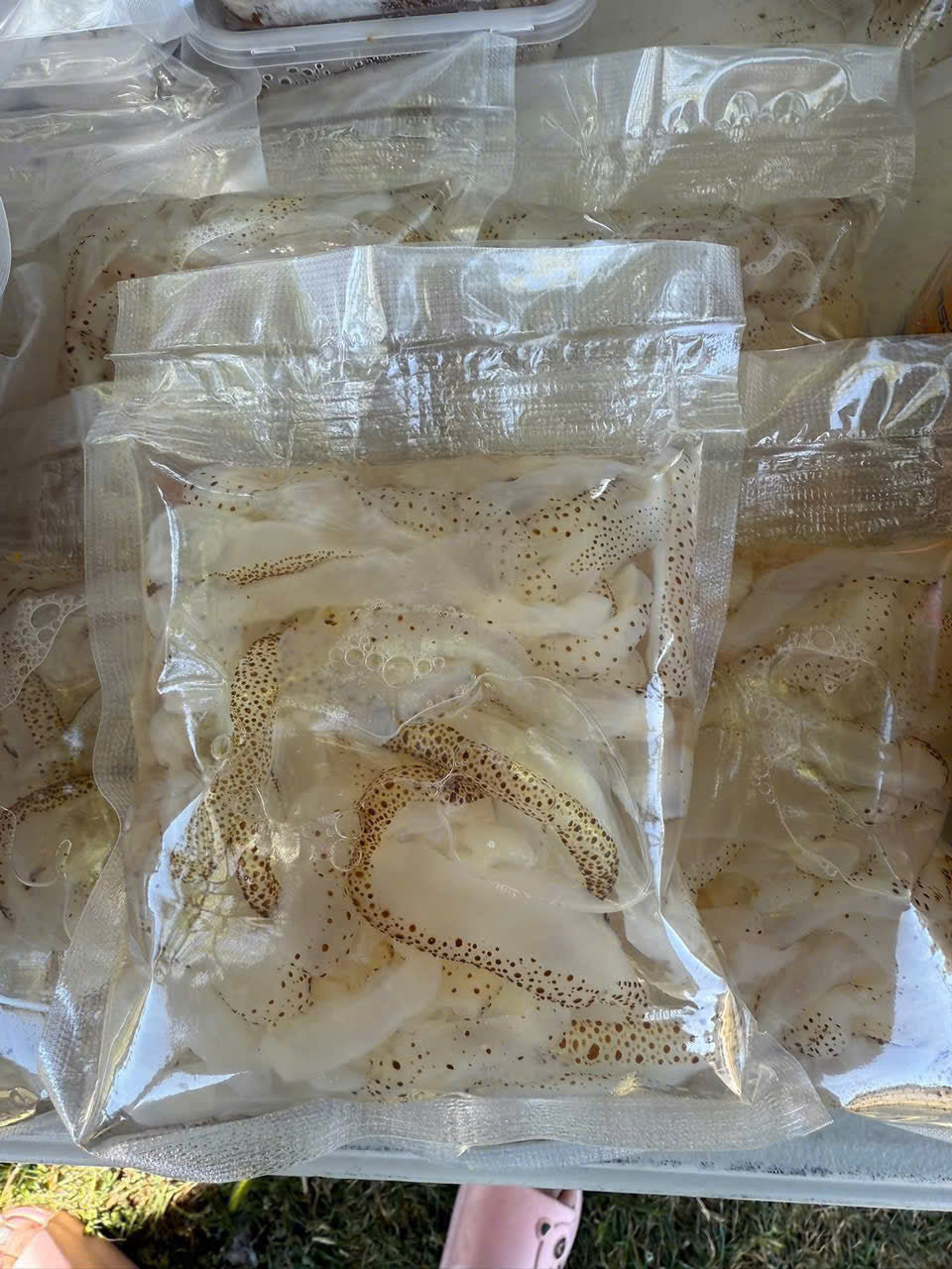 SỨA BIỂN TƯƠI (THÂN SÚA TƯƠI)