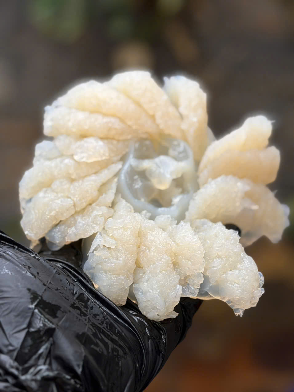 Sứa bông tuyết tươi