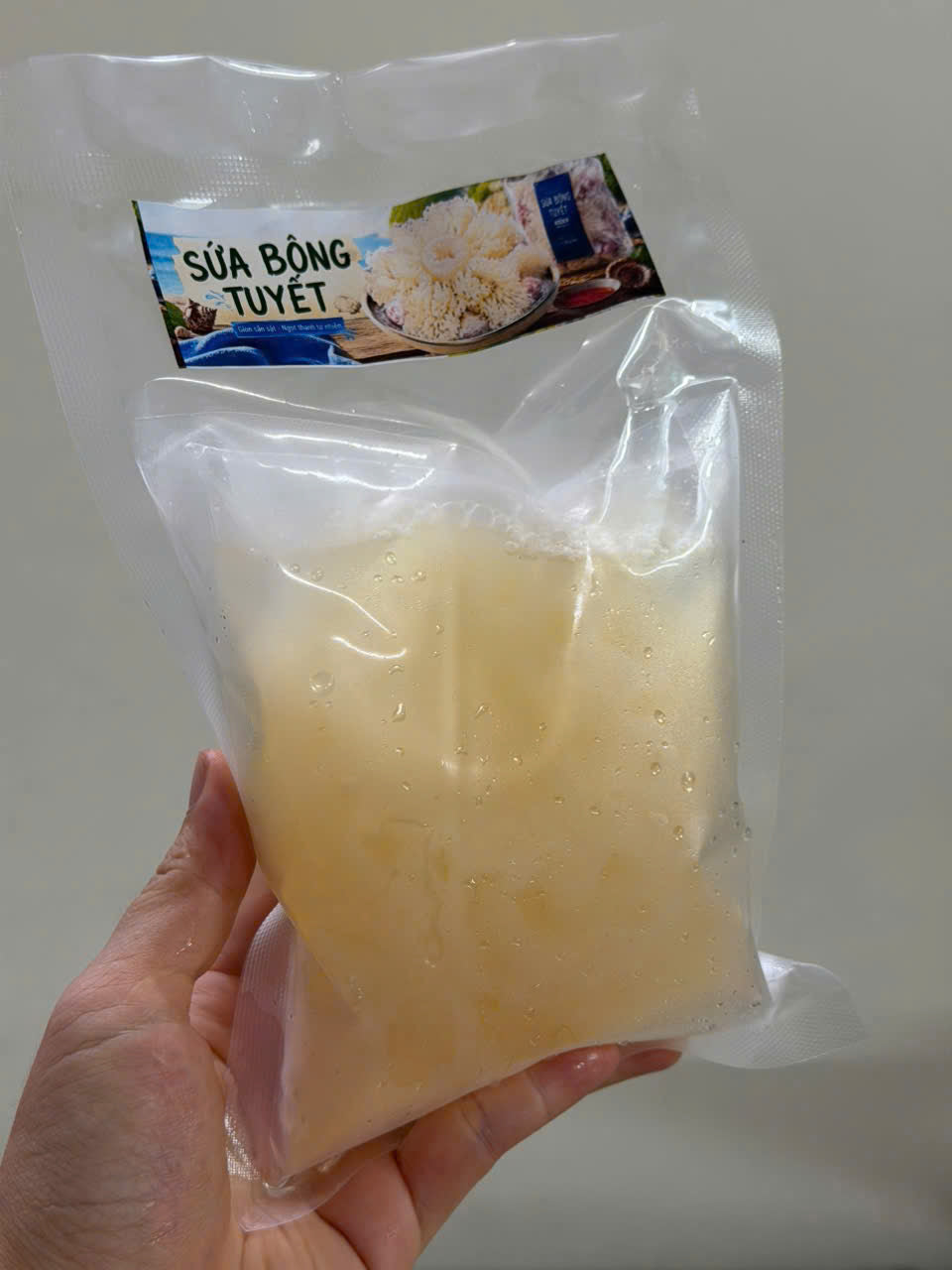Sứa bông tuyết tươi