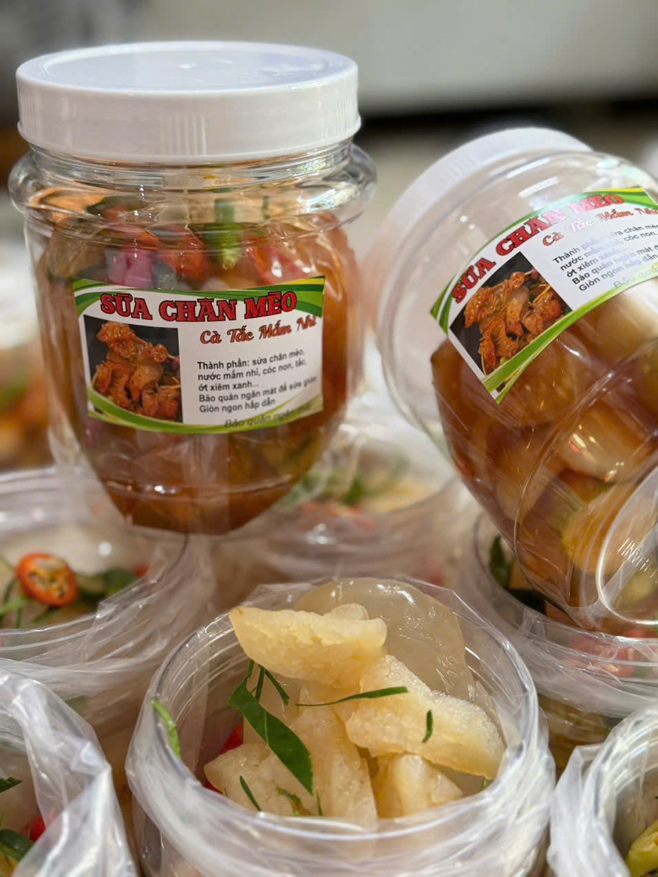SỨA CHÂN MÈO NGÂM CÀ TẮC