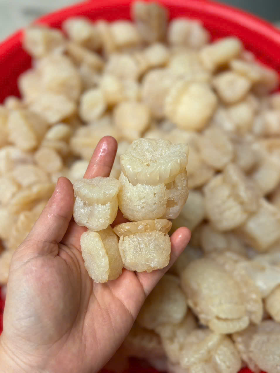 Sứa đạn tươi thái