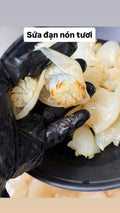 SỨA ĐẠN NÓN TƯƠI