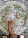 Sứa kim cương tươi