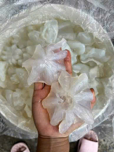 Sứa kim cương tươi