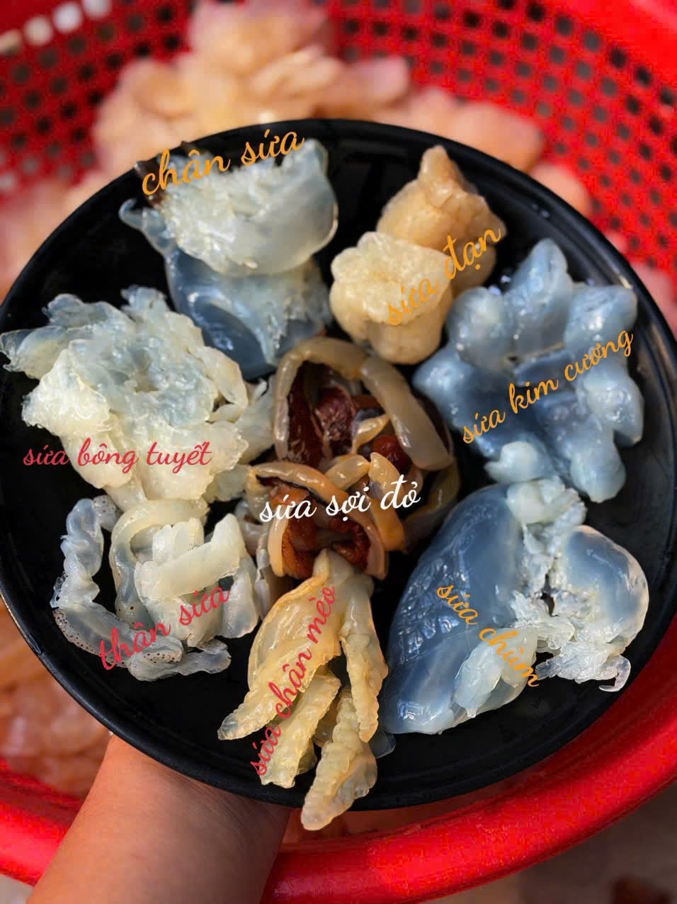 SỨA MIX ĐỦ LOẠI