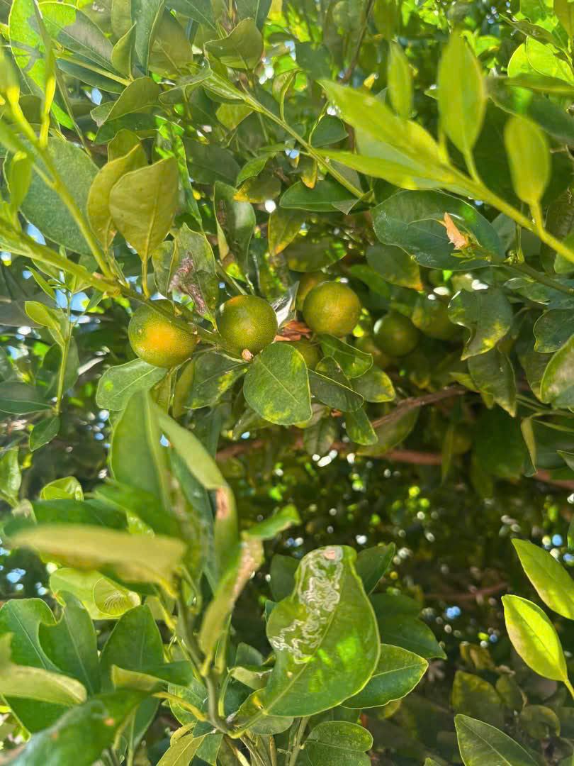 TẮC TRÒN tươi