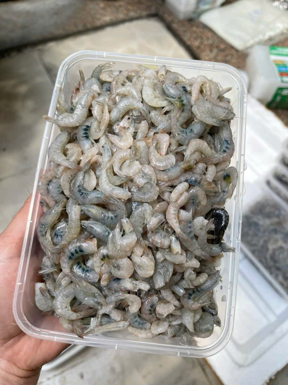 Tép gáo trứng