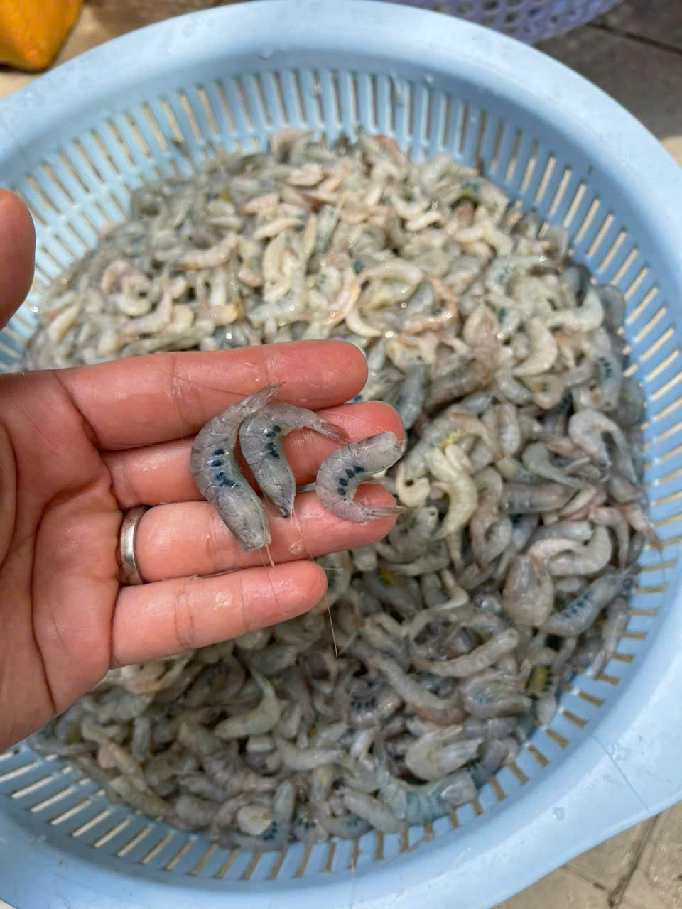 Tép gáo trứng