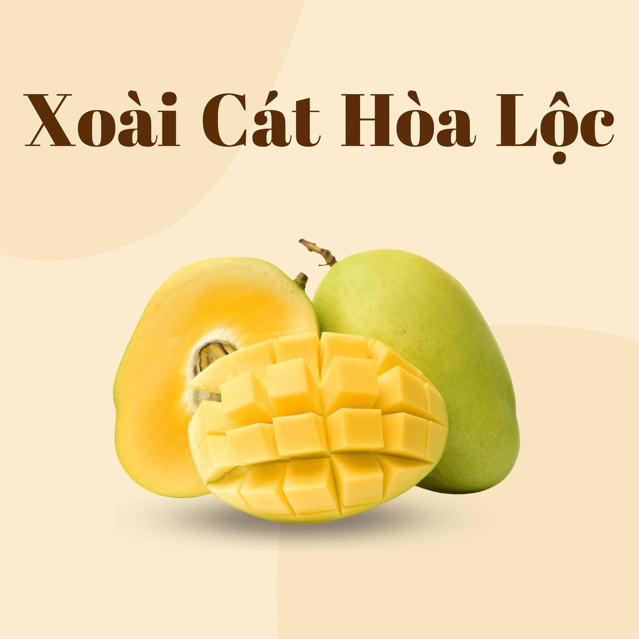 Xoài Cát Hòa Lộc | Hoa Loc Mango | Freeship Overnight